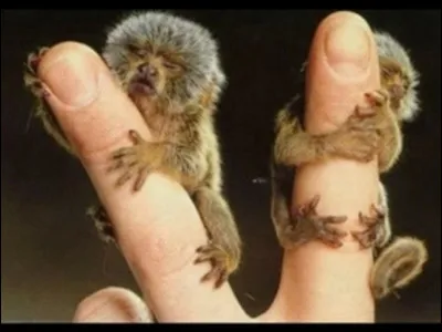 ___ Lhomme étant un animal, passons à lanatomie humaine. ___

Ces tarsiers se cramponnent-ils à des métatarses ou des métacarpes ?