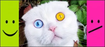 ___ La litière de votre chat vous expose-t-elle à la bipolarité ? ___

La toxoplasmose est quasiment trois fois plus répandue chez les personnes souffrant de schizophrénie, de troubles bipolaires ou de troubles obsessionnels compulsifs :