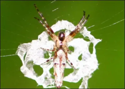 ___ Attrape-moi si tu mtrouves pas dégueu. ___

Dans quoi baigne cette araignée asiatique qui craint de se faire dévorer par des guêpes et des fourmis particulièrement gloutonnes ?