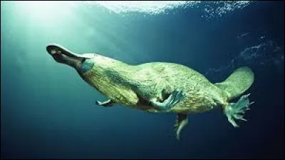 ___ Le sixième sens de lornithorynque ___

Comment lornithorynque géolocalise-t-il ses proies ?