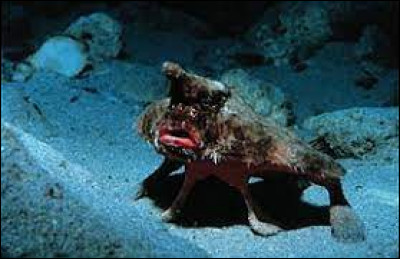 Quel est le nom de ce "poisson chauve-souris" qui vit vers les îles Galápagos ?