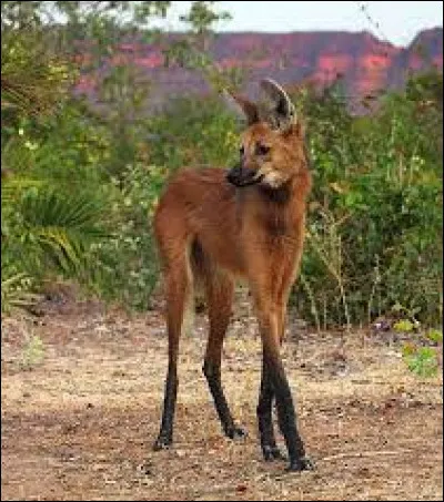 Quel est le nom de cet animal ?