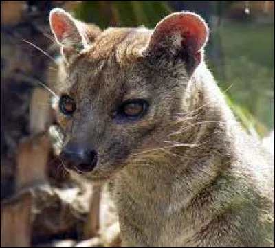 Quel est le nom de cet animal qui est le plus gros mammifère carnivore de Madagascar ?