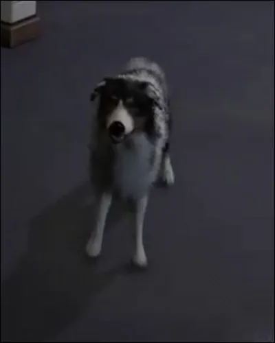 Comment s'appelle ce chien ?