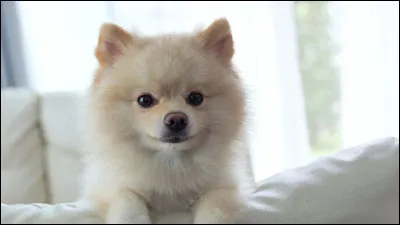 Ton animal de compagnie est...