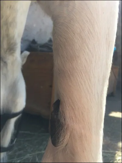 Quelle est cette partie du corps ?