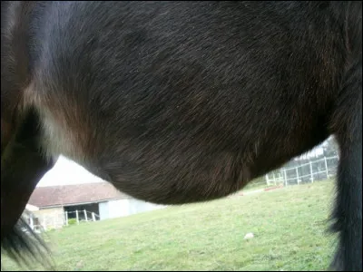 Quelle est cette partie du corps ?