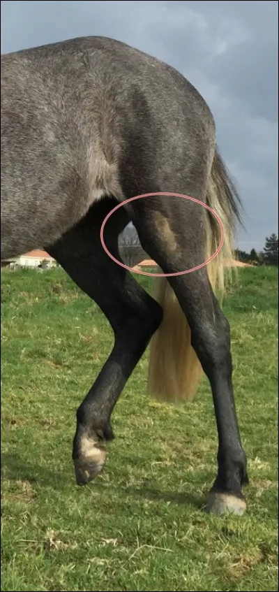 Quelle est cette partie du corps ?