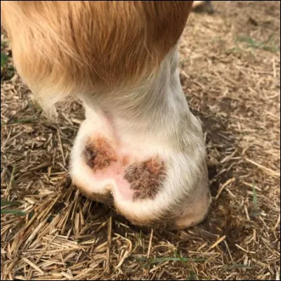 Quelle est cette partie du corps ?