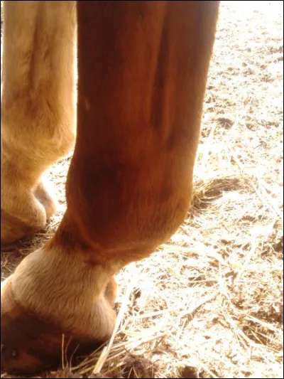 Quelle est cette partie du corps ?