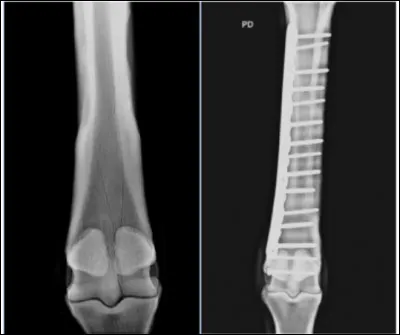 Quelle est cette partie du corps ?