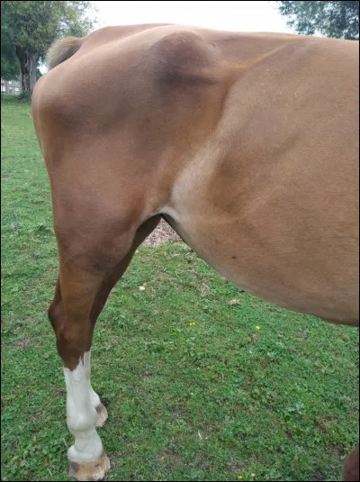 Quelle est cette partie du corps ?