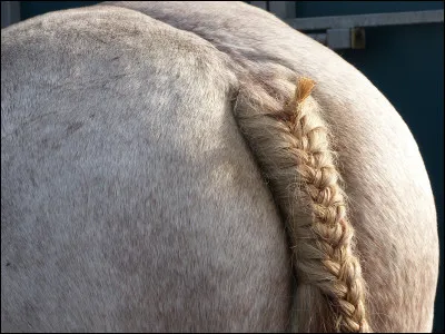 Quelle est cette partie du corps ?