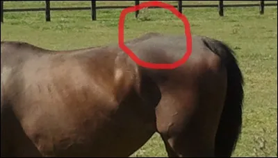 Quelle est cette partie du corps ?