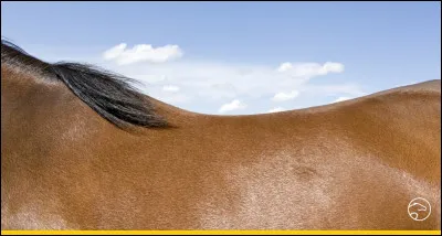 Quelle est cette partie du corps ?