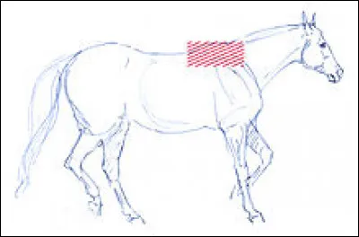 Quelle est cette partie du corps ?