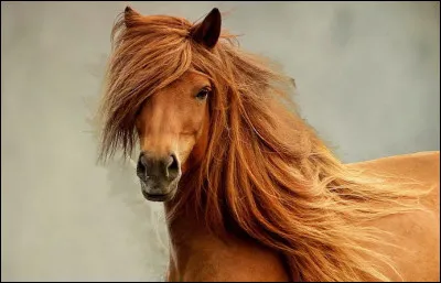 Quelle est cette partie du corps ?