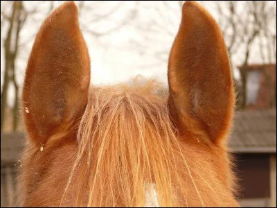 Quelle est cette partie du corps ?