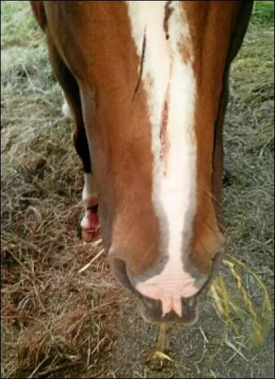 Quelle est cette partie du corps ?