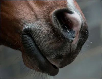 Quelle est cette partie du corps ?
