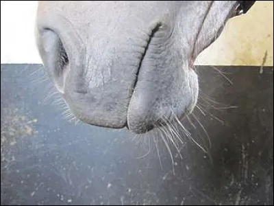 Quelle est cette partie du corps ?