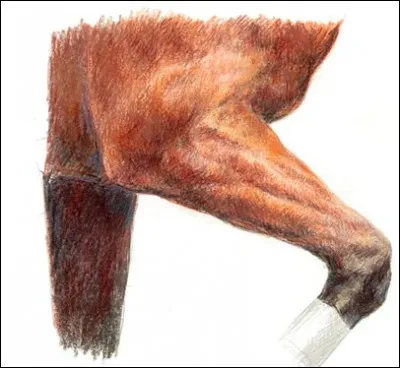 Quelle est cette partie du corps ?