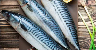 M : Maquereau
Le maquereau est :