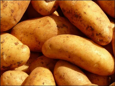 P : Pomme de terre
Que se passe-t-il lorsque les explorateurs ramènent la pomme de terre d'Amérique du Sud ?