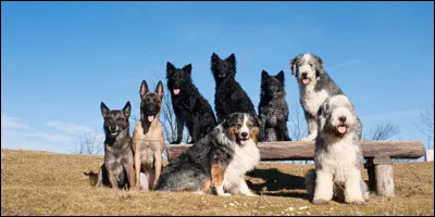 Aimes-tu les chiens ?