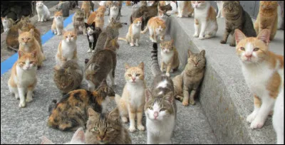 Aimes-tu les chats ?