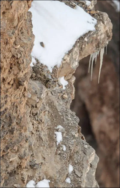 Quel animal est cach&eacute; dans celle-ci ?