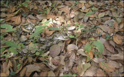 Quel reptile est cach&eacute; ici ?