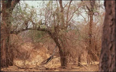 Voyez-vous l'animal cach&eacute; dans cette image ?