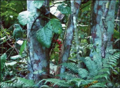 Trouverez-vous l�animal cach&eacute; ici ?