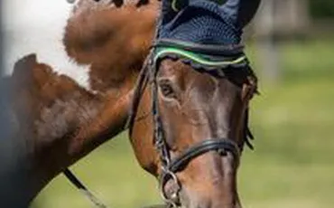 Quiz Galop 4
