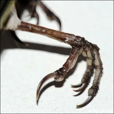 Quel rapace est l�urubu ?