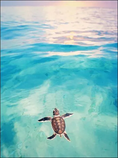 Quel est l'autre nom de la Vanesse du peuplier ?