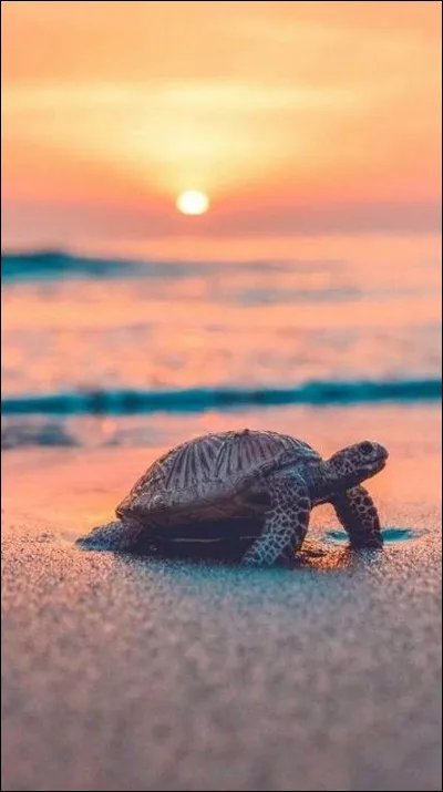 De quand datent les tortues de Bristol ?