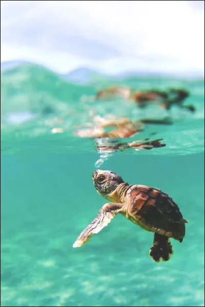 Quel sport pratique-t-on à la Tortue à La Réunion ?