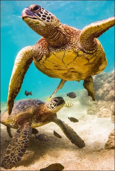 Dans quel pays retrouve-t-on le lac Tortue ?