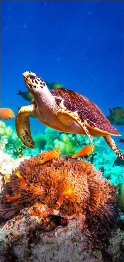 Que sait faire Franklin ?