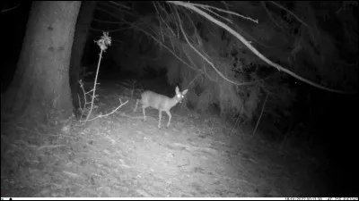 Poisson d'eau douce !