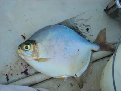 Sectionner les muscles abaisseurs de la queue d'un cheval pour lui donner un air plus élégant !