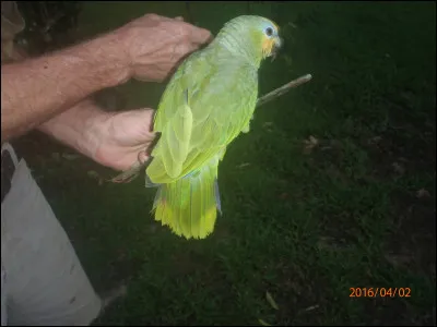 Jeune pommier ou jeune poirier !