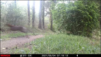 Espèce de nerprun d'Europe, toujours vert, à fruits purgatifs !