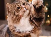 Quiz Le chat en culture générale