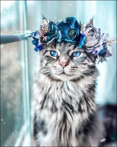 De quel animal extrait-on la langue de chat ?