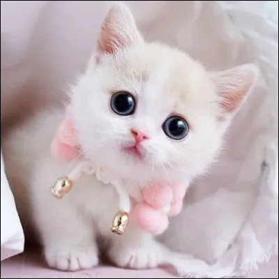 Laquelle de ces dénominations appartient à une famille de passereaux ?