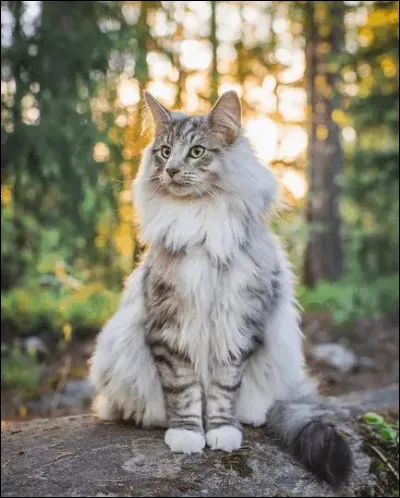 Où vit le poisson chat ?