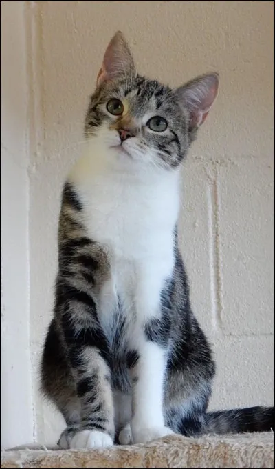 Quelle est la taille maximale du requin-chat ?